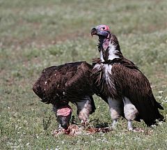 Lappet-faced Vulture